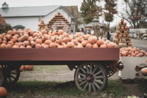 Orange Kürbisse auf einem Hof im Herbst